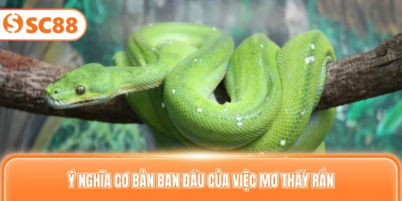 Ý nghĩa cơ bản ban đầu của việc mơ thấy rắn